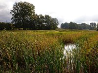 NL, Drenthe, De Wolden, Ruinerweide 1, Saxifraga-Hans Dekker