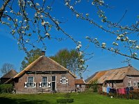 NL, Drenthe, De Wolden, Ruinerwold, Larijweg 3, Saxifraga-Hans Dekker