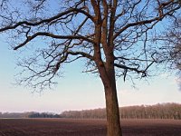 NL, Drenthe, De Wolden, Steenberger Es 2, Saxifraga-Hans Dekker