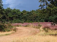 NL, Drenthe, De Wolden, Steenberger Oosterveld 8, Saxifraga-Hans Dekker