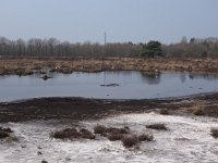 NL, Drenthe, De Wolden, Westerbergen Echten 1, Saxifraga-Hans Dekker