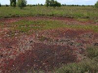 NL, Drenthe, Emmen, Bargerveen 101, Saxifraga-Hans Boll