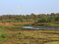 NL, Drenthe, Emmen, Bargerveen 105, Saxifraga-Hans Boll