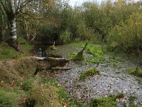 NL, Drenthe, Emmen, Bargerveen 110, Saxifraga-Hans Boll