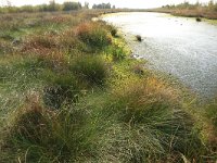 NL, Drenthe, Emmen, Bargerveen 116, Saxifraga-Hans Boll