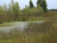 NL, Drenthe, Emmen, Bargerveen 119, Saxifraga-Hans Boll