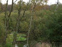 NL, Drenthe, Emmen, Bargerveen 123, Saxifraga-Hans Boll