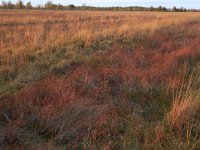 NL, Drenthe, Emmen, Bargerveen 126, Saxifraga-Hans Boll