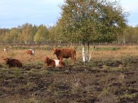 NL, Drenthe, Emmen, Bargerveen 141, Saxifraga-Hans Boll