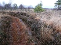 NL, Drenthe, Emmen, Bargerveen 144, Saxifraga-Hans Boll