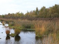 NL, Drenthe, Emmen, Bargerveen 145, Saxifraga-Hans Boll