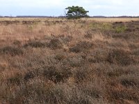 NL, Drenthe, Emmen, Bargerveen 148, Saxifraga-Hans Boll