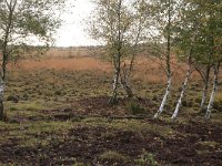 NL, Drenthe, Emmen, Bargerveen 150, Saxifraga-Hans Boll