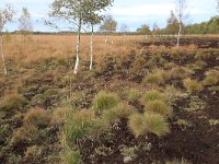 NL, Drenthe, Emmen, Bargerveen 151, Saxifraga-Hans Boll