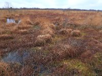 NL, Drenthe, Emmen, Bargerveen 153, Saxifraga-Hans Boll