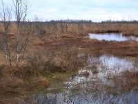 NL, Drenthe, Emmen, Bargerveen 157, Saxifraga-Hans Boll