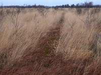 NL, Drenthe, Emmen, Bargerveen 162, Saxifraga-Hans Boll