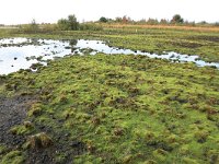 NL, Drenthe, Emmen, Bargerveen 168, Saxifraga-Hans Boll