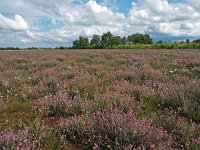 NL, Drenthe, Emmen, Bargerveen 17, Saxifraga-Hans Dekker