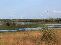 NL, Drenthe, Emmen, Bargerveen 178, Saxifraga-Hans Boll