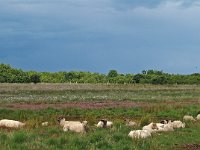 NL, Drenthe, Emmen, Bargerveen 19, Saxifraga-Hans Dekker