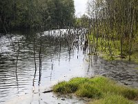 Bargerveen  Bog pool with dead birches in Bargerveen Nature Reserve, Emmen, Drenthe, Netherlands : Bargerveen nature reserve, Bourtanger Moor-Bargerveen International Nature Park, Dutch Holland Netherlands, Europe European, color colour, dead birch birches, horizontal, lake, marsh wetland, moor moorland, nature natural, nature reserve, nobody no people, rural landscape, water