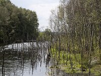 Bargerveen  Bog pool with dead birches in Bargerveen Nature Reserve, Emmen, Drenthe, Netherlands : Bargerveen nature reserve, Bourtanger Moor-Bargerveen International Nature Park, Dutch Holland Netherlands, Europe European, color colour, dead birch birches, horizontal, lake, marsh wetland, moor moorland, nature natural, nature reserve, nobody no people, rural landscape, water