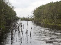 Bargerveen  Bog pool with dead birches in Bargerveen Nature Reserve, Emmen, Drenthe, Netherlands : Bargerveen nature reserve, Bourtanger Moor-Bargerveen International Nature Park, Dutch Holland Netherlands, Europe European, color colour, dead birch birches, horizontal, lake, marsh wetland, moor moorland, nature natural, nature reserve, nobody no people, rural landscape, water