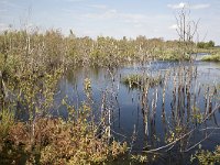 Bargerveen  Bourtanger Moor-Bargerveen International Nature Park. : Death, The end