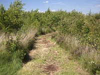 Track through Bargerveen Nature Reserve, Emmen, Drenthe, Netherlands : nature reserve, rural landscape, Bourtanger Moor-Bargerveen International Nature Park, Bargerveen, Drenthe, Dutch, Holland, natural, nature, Netherlands, no people, nobody, path, track