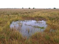 NL, Drenthe, Emmen, Bargerveen 21, Saxifraga-Hans Dekker