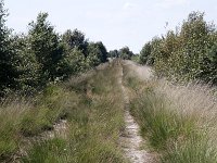 Bargerveen  Track through Bargerveen Nature Reserve, Emmen, Drenthe, Netherlands : Bargerveen nature reserve, Bourtanger Moor-Bargerveen International Nature Park, color colour, Dutch Holland Netherlands, nature natural, nature reserve, nobody no people, rural landscape, track path