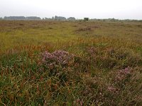 NL, Drenthe, Emmen, Bargerveen 22, Saxifraga-Hans Dekker