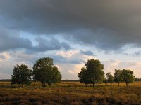 NL, Drenthe, Emmen, Bargerveen 27, Saxifraga-Bart Vastenhouw