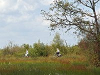 NL, Drenthe, Emmen, Bargerveen 31, Saxifraga-Hans Dekker