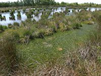 NL, Drenthe, Emmen, Bargerveen 46, Saxifraga-Hans Boll