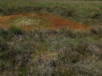 NL, Drenthe, Emmen, Bargerveen 49, Saxifraga-Hans Boll