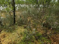 NL, Drenthe, Emmen, Bargerveen 58 Saxifraga-Hans Boll