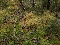 NL, Drenthe, Emmen, Bargerveen 59, Saxifraga-Hans Boll