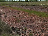 NL, Drenthe, Emmen, Bargerveen 60, Saxifraga-Hans Boll