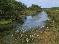 NL, Drenthe, Emmen, Bargerveen 62, Saxifraga-Hans Boll