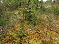 NL, Drenthe, Emmen, Bargerveen 69, Saxifraga-Hans Boll