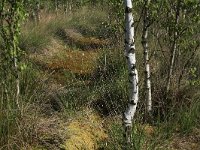 NL, Drenthe, Emmen, Bargerveen 78, Saxifraga-Hans Boll