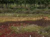 NL, Drenthe, Emmen, Bargerveen 84, Saxifraga-Hans Boll