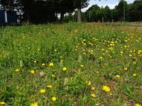 NL, Drenthe, Hoogeveen 13, Saxifraga-Hans Dekker