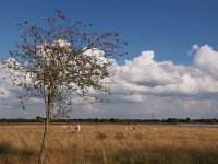 NL, Drenthe, Hoogeveen, Boereveense plassen 1, Saxifraga-Hans Dekker