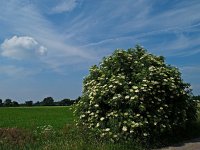 NL, Drenthe, Hoogeveen, Fluitenberg 2, Saxifraga-Hans Dekker