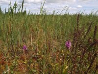 NL, Drenthe, Hoogeveen, Kalenberg 1, Saxifraga-Hans Dekker