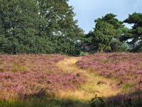 NL, Drenthe, Hoogeveen, Nuilerveld 13, Saxifraga-Hans Dekker