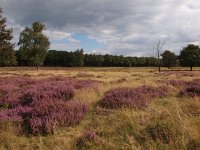 NL, Drenthe, Hoogeveen, Nuilerveld 2, Saxifraga-Hans Dekker